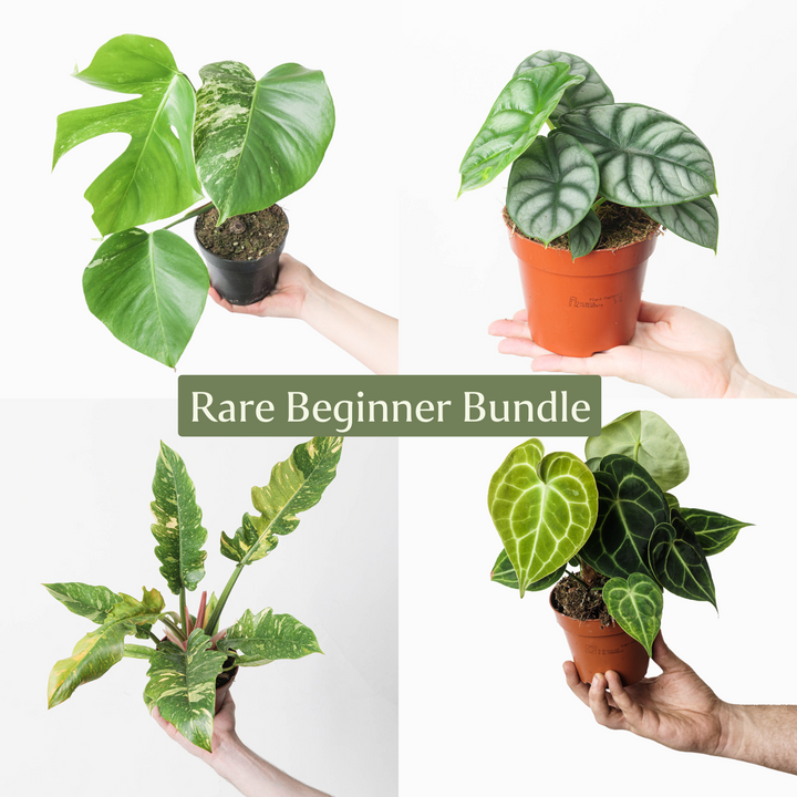 Rare Beginner's Bundle - GROW TROPICALS