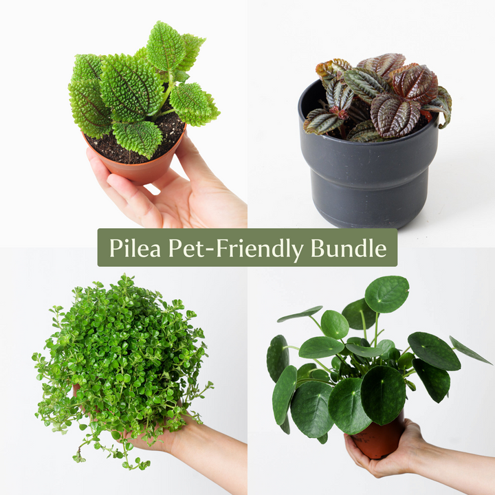 Pilea Bundle - GROW TROPICALS