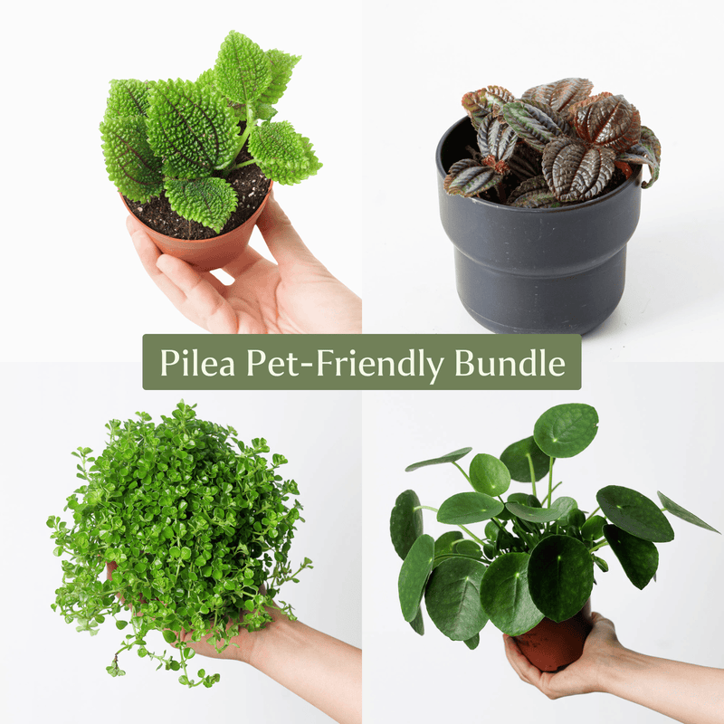 Pilea Bundle Plant Bundle GrowTropicals