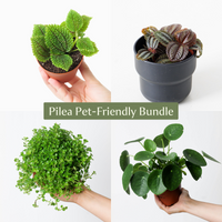 Pilea Bundle