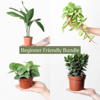 Beginner Friendly Bundle