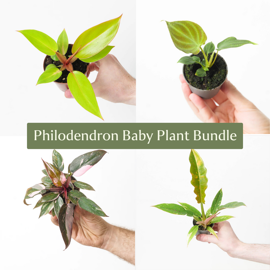 Philodendron Baby Bundle - GROW TROPICALS