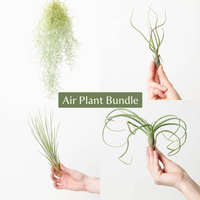 Air Plant Bundle