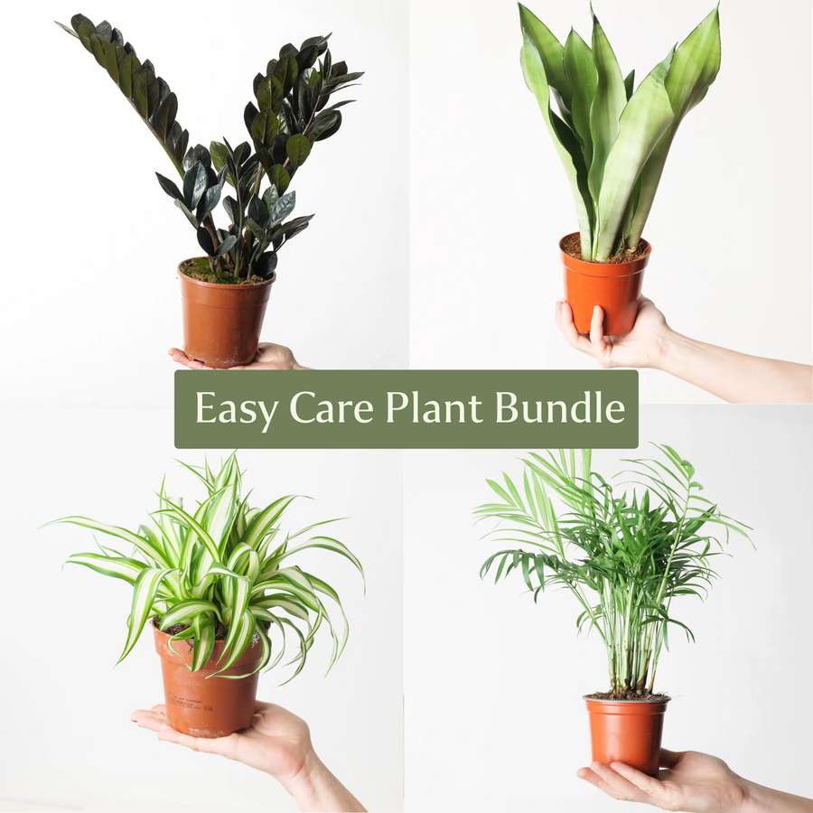 Easy Care Plant Bundle - GROW TROPICALS