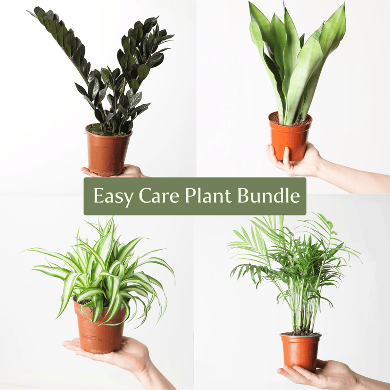 Easy Care Plant Bundle Plant Bundle GrowTropicals