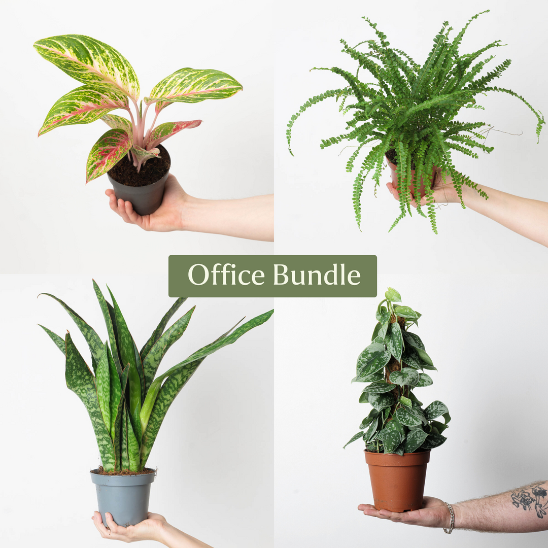 Office Bundle - GROW TROPICALS