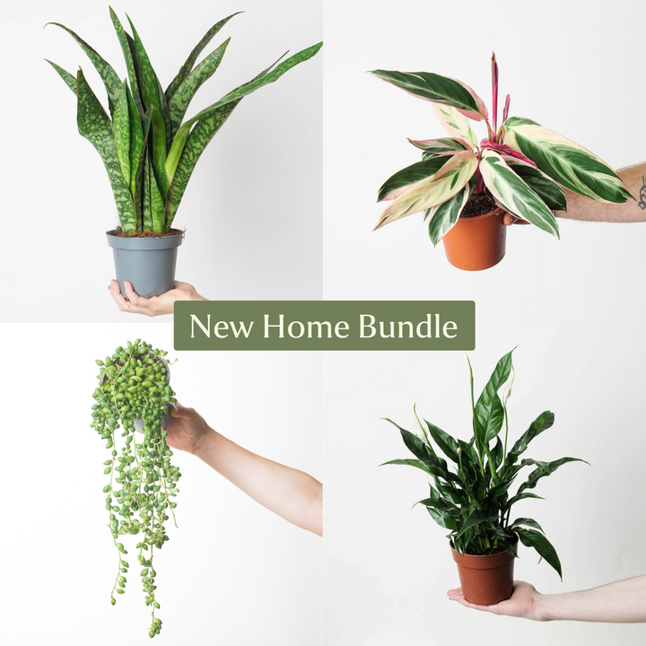 New Home Bundle - GROW TROPICALS