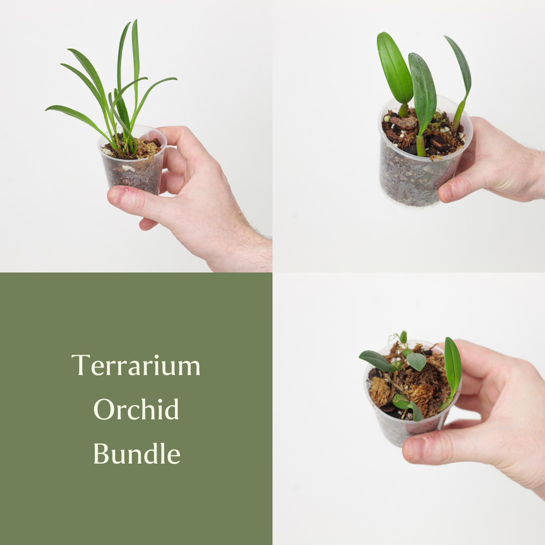 Terrarium Orchid Bundle - GROW TROPICALS