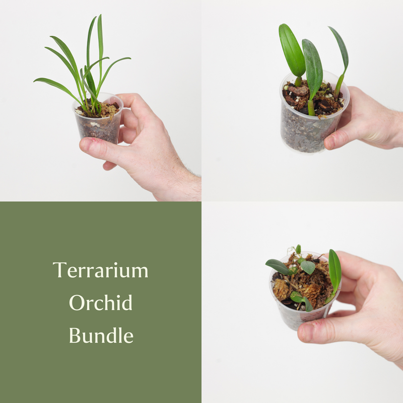 Terrarium Orchid Bundle Plant Bundle GrowTropicals