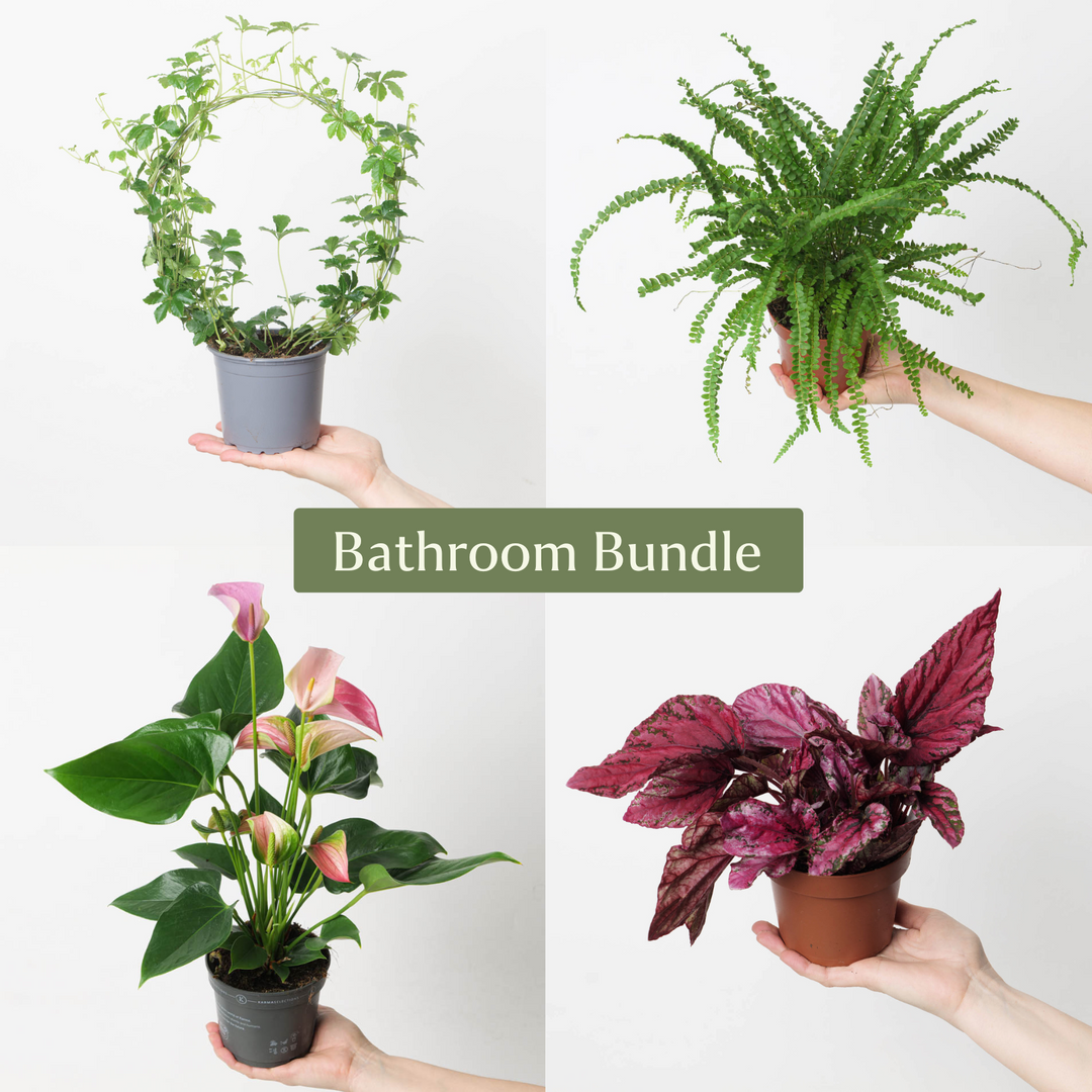 Bathroom Bundle - GROW TROPICALS