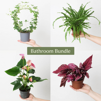 Bathroom Bundle