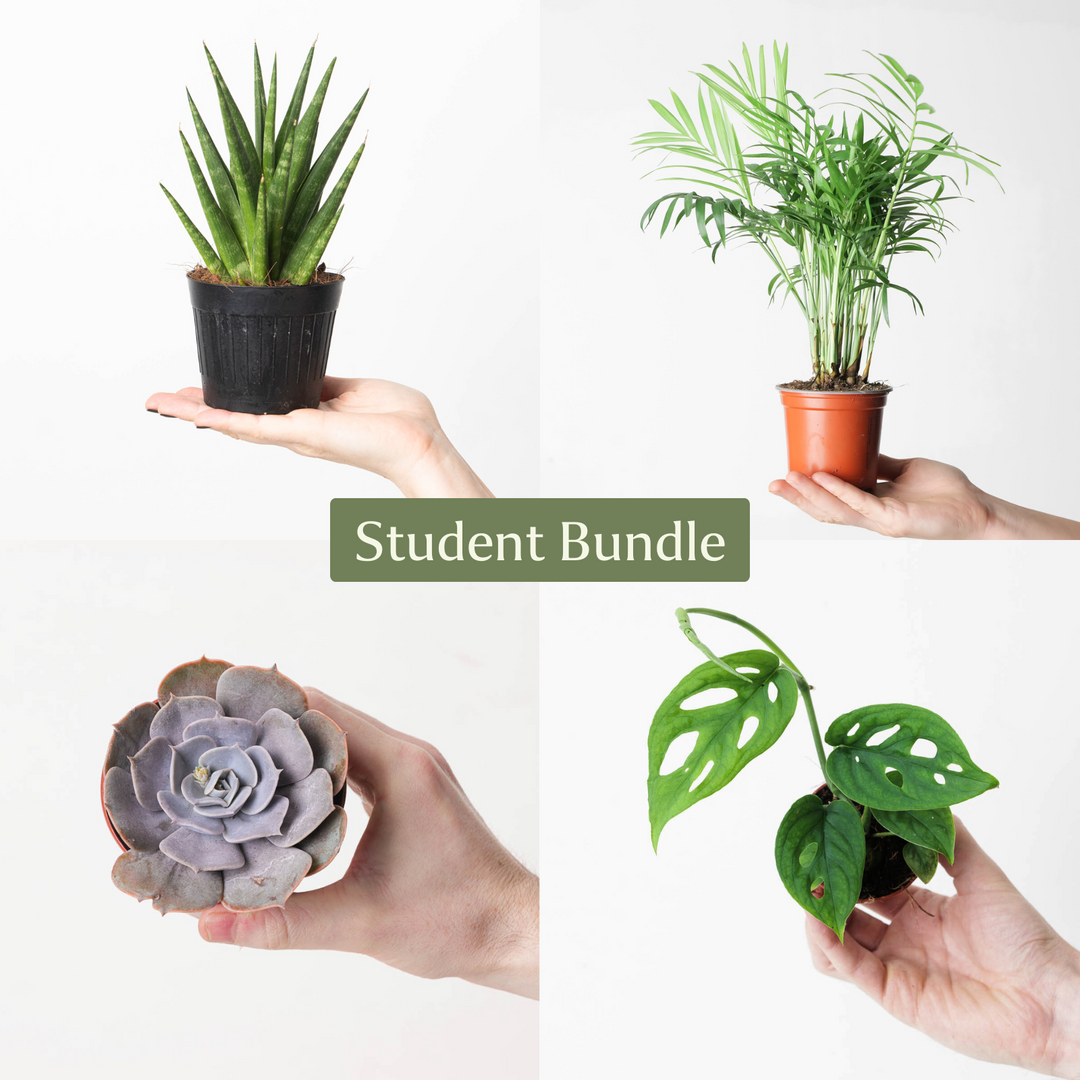 Student Bundle - GROW TROPICALS