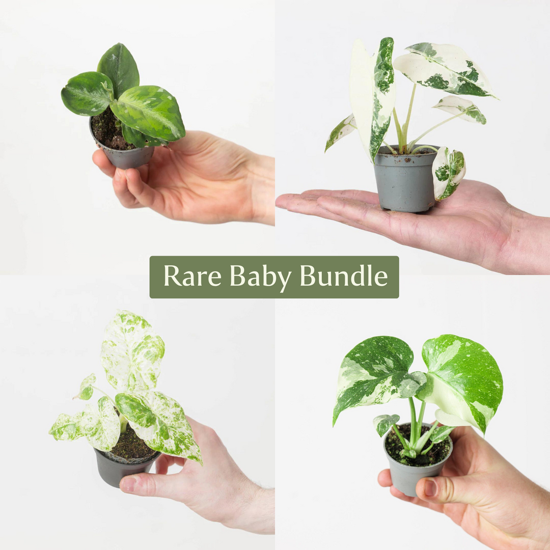 Rare Baby Plant Bundle - GROW TROPICALS