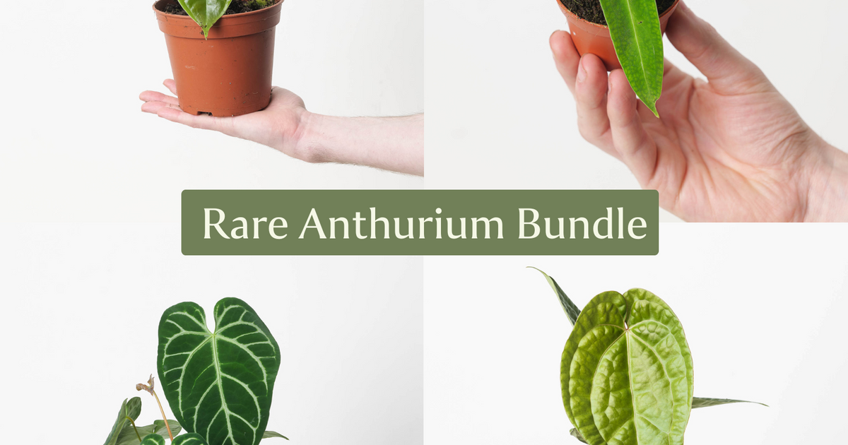 rare anthurium species Rare Anthurium Bundle | Plant Bundle