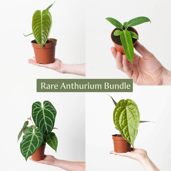 Rare Anthurium Bundle - GROW TROPICALS