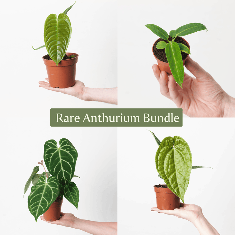 Rare Anthurium Bundle Plant Bundle GrowTropicals