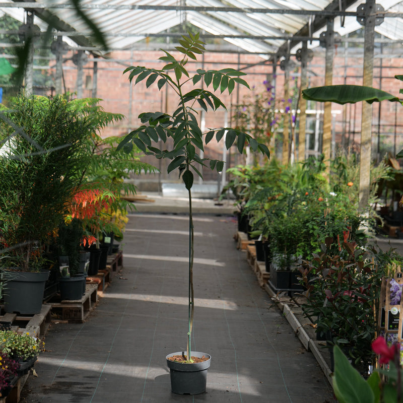 Rhus chinensis — 23cm / 5L (Collection Only)