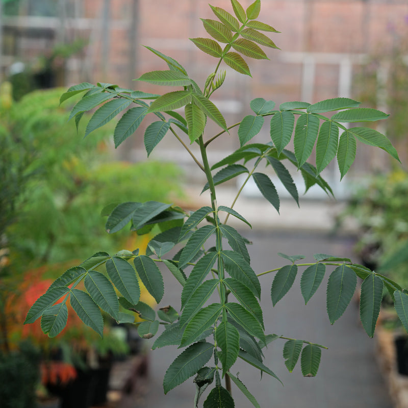 Rhus chinensis Plants - Outdoor GROW TROPICALS
