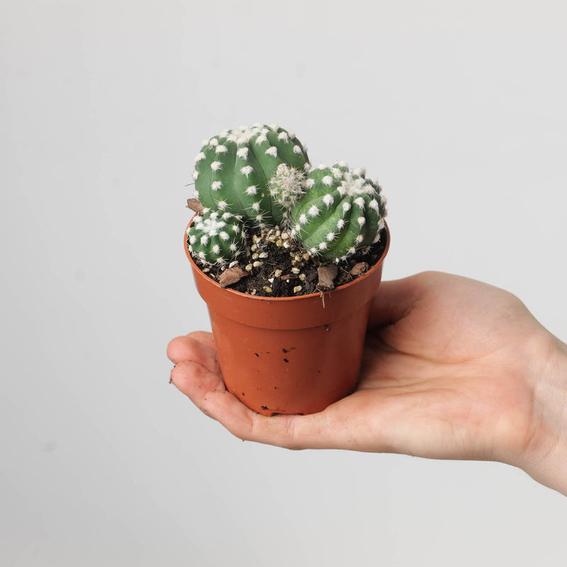 Echinopsis subdenudata 8.5cm Plants GrowTropicals