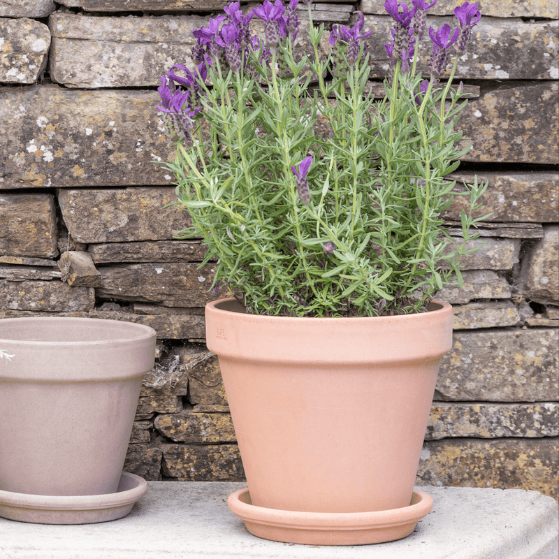 Lucca Pink Terracotta Pot 13cm Pot and Saucer Set Pink Terracotta Pots & Planters Ivyline
