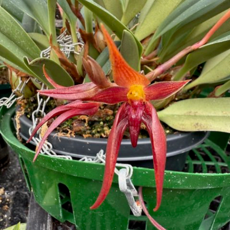 Bulbophyllum nymphopolitanum Plants Growtropicals