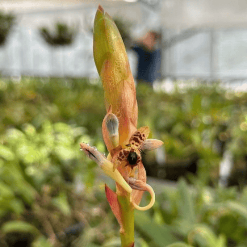 Bulbophyllum schinzianum var. phaeopogon — 9cm