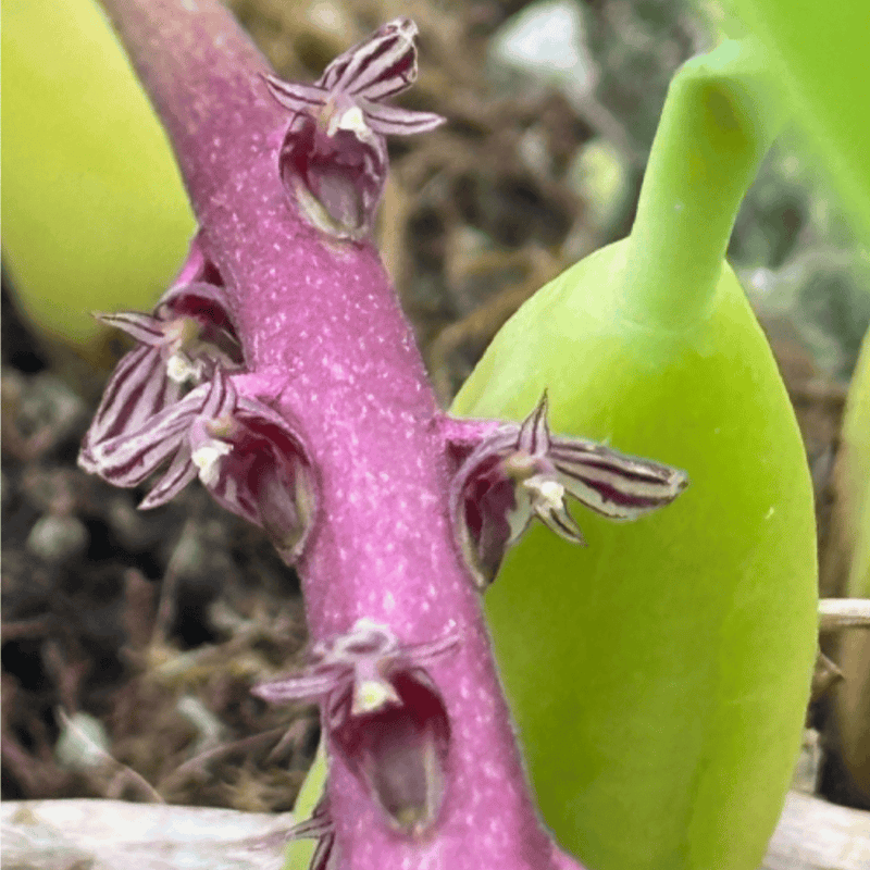 Bulbophyllum saurocephalum Plants Growtropicals