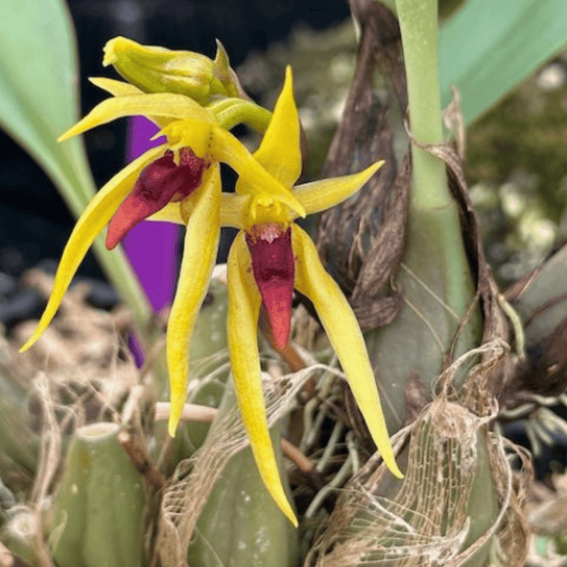Bulbophyllum levanae 'Yellow' Plants Growtropicals