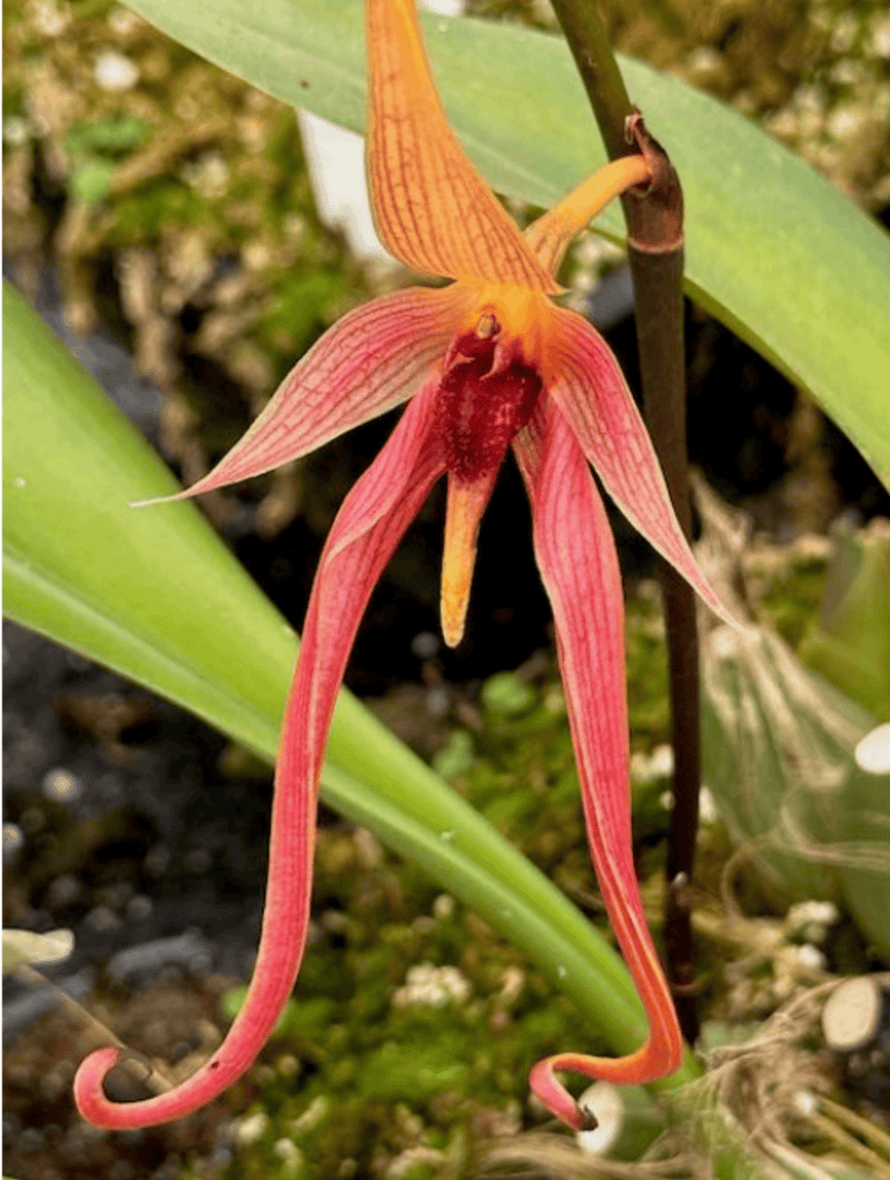 Bulbophyllum klabatense subsp. sulawesii Plants Growtropicals