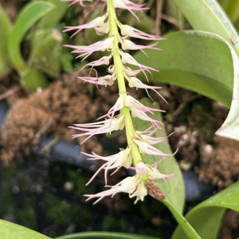 Bulbophyllum concinnum — 9cm