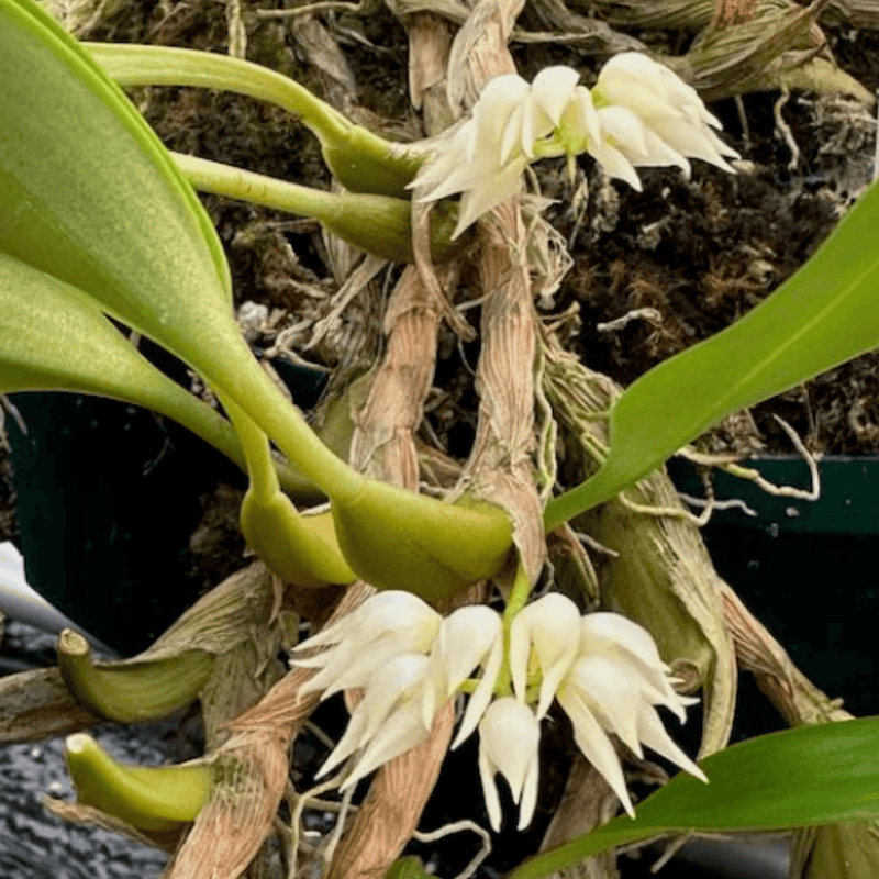 Bulbophyllum capitatum — 9cm