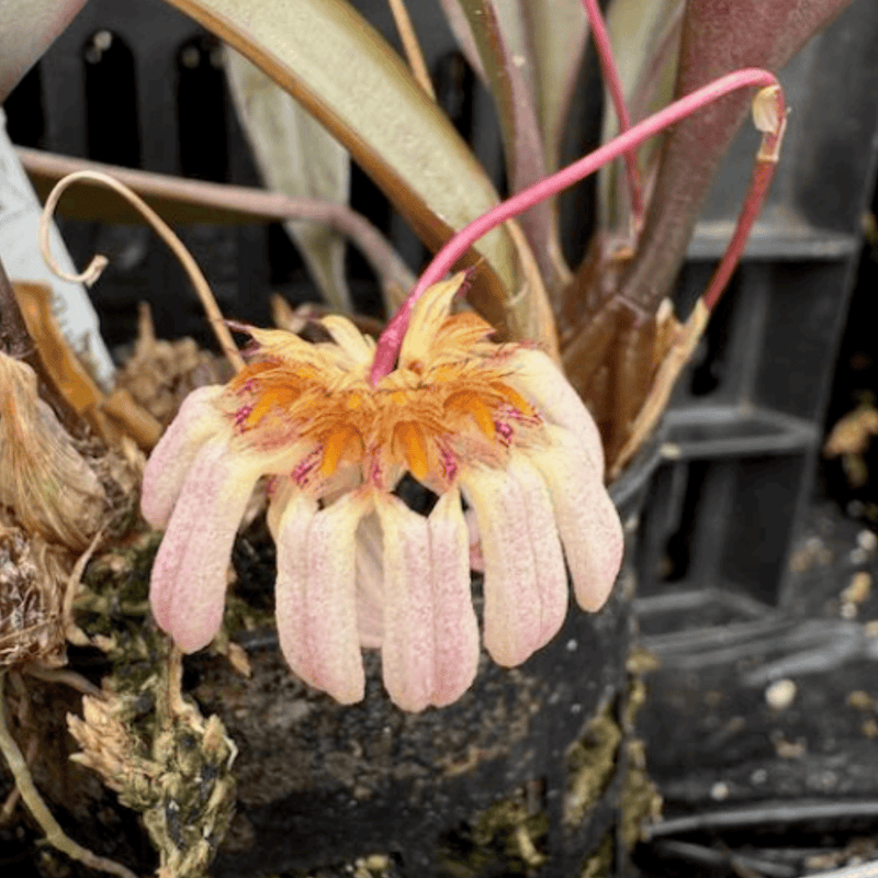 Bulbophyllum auratum — 6cm