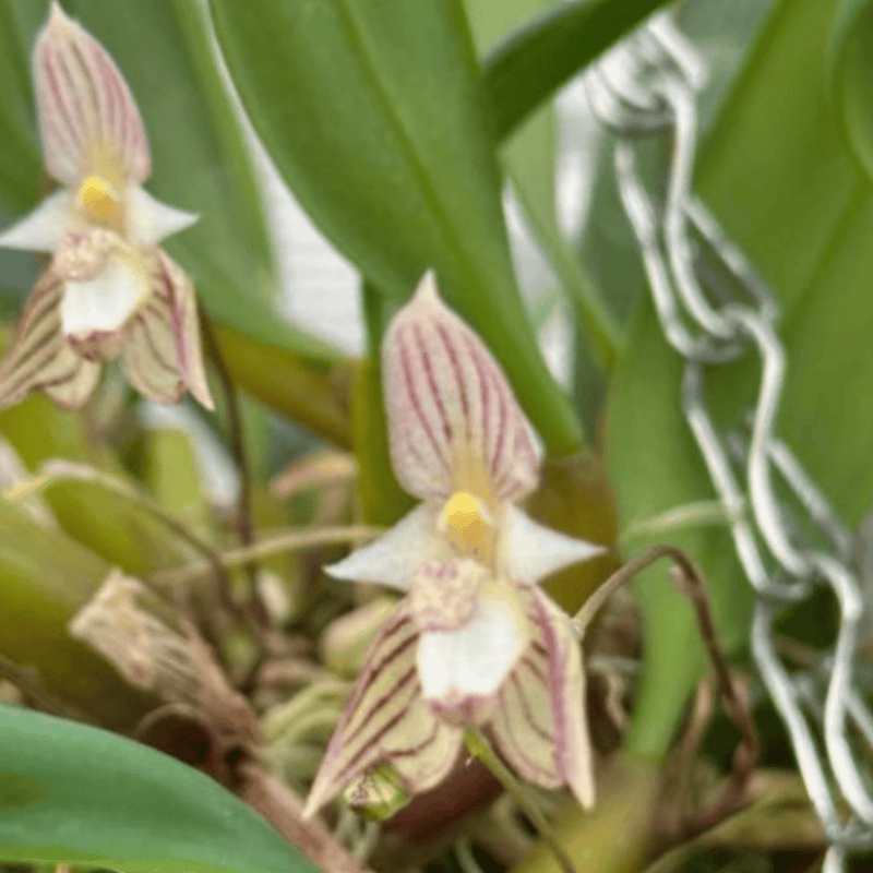 Bulbophyllum Bundle Plant Bundle GrowTropicals