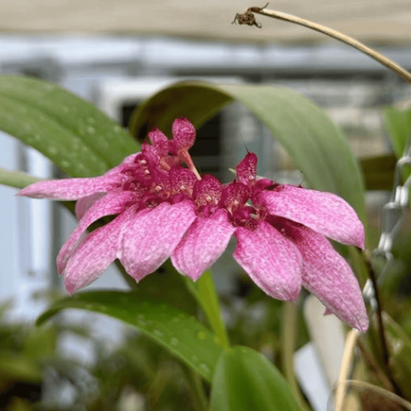 Bulbophyllum longiflorum syn. eberhardtii — Default Title