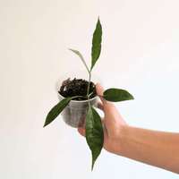 Anthurium Gracile