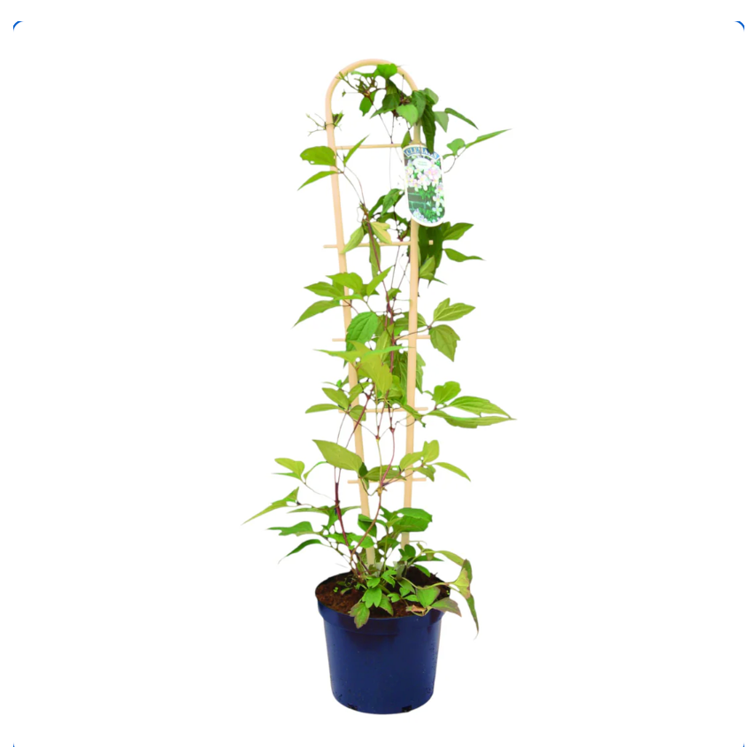 Bamboo Effect Trellis (55cm) Plant Support Growers Own