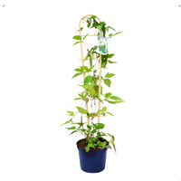 Bamboo Effect Trellis (55cm)