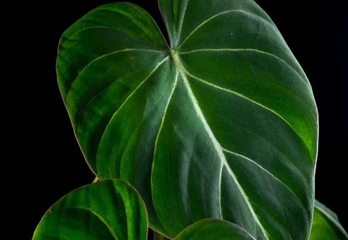 GrowTropicals: Buy Houseplants Online for UK Wide Delivery