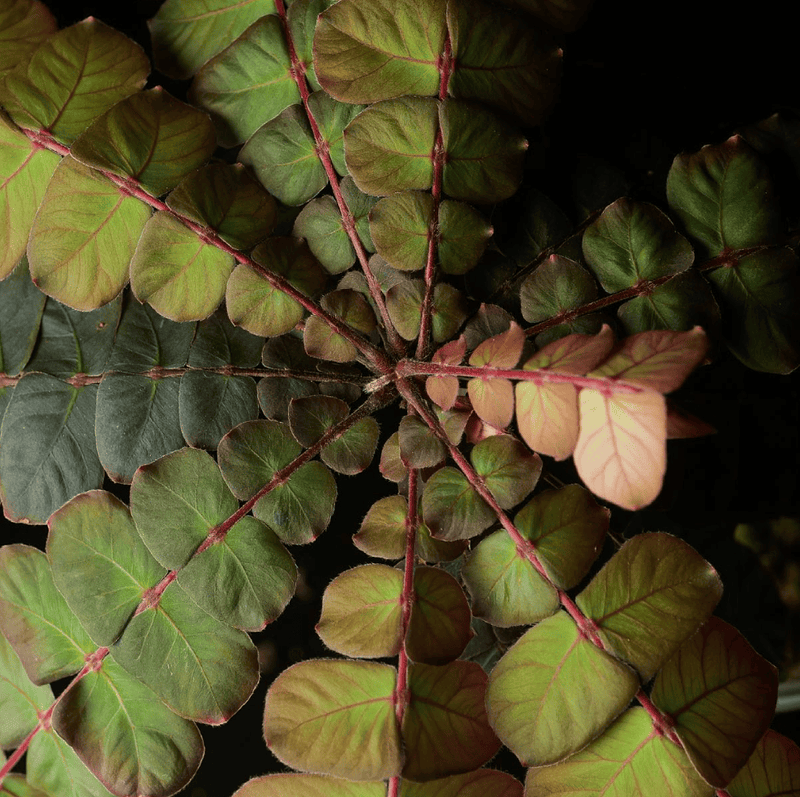 Biophytum sp. Napo — 6cm