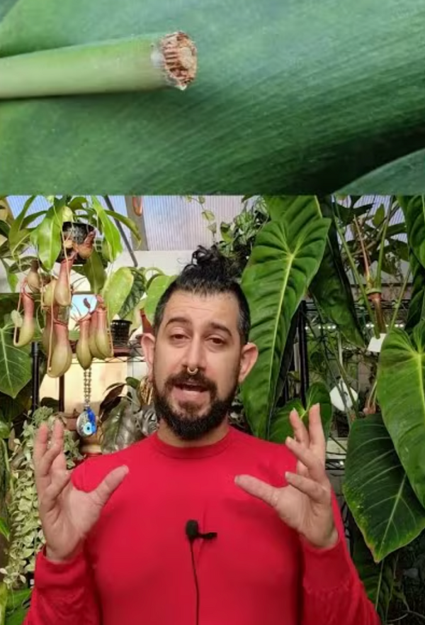 Houseplanty Goodness Care Guides