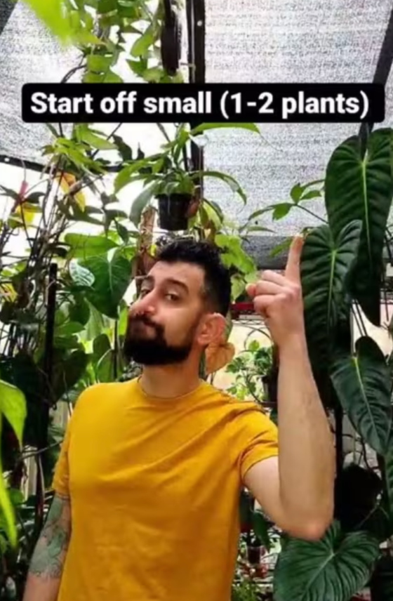 Houseplanty Goodness Care Guides