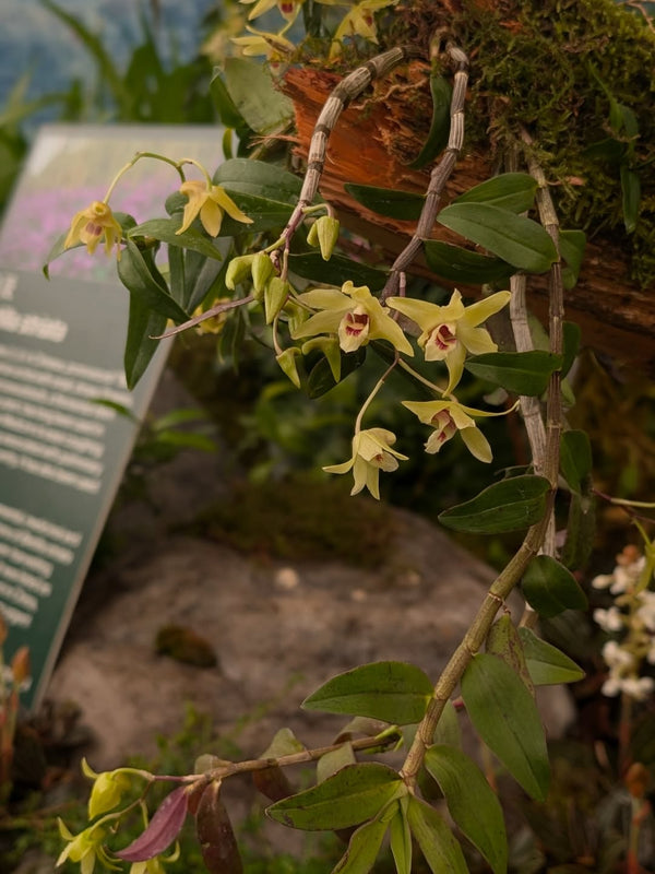Global Orchid team wins Chelsea Gold