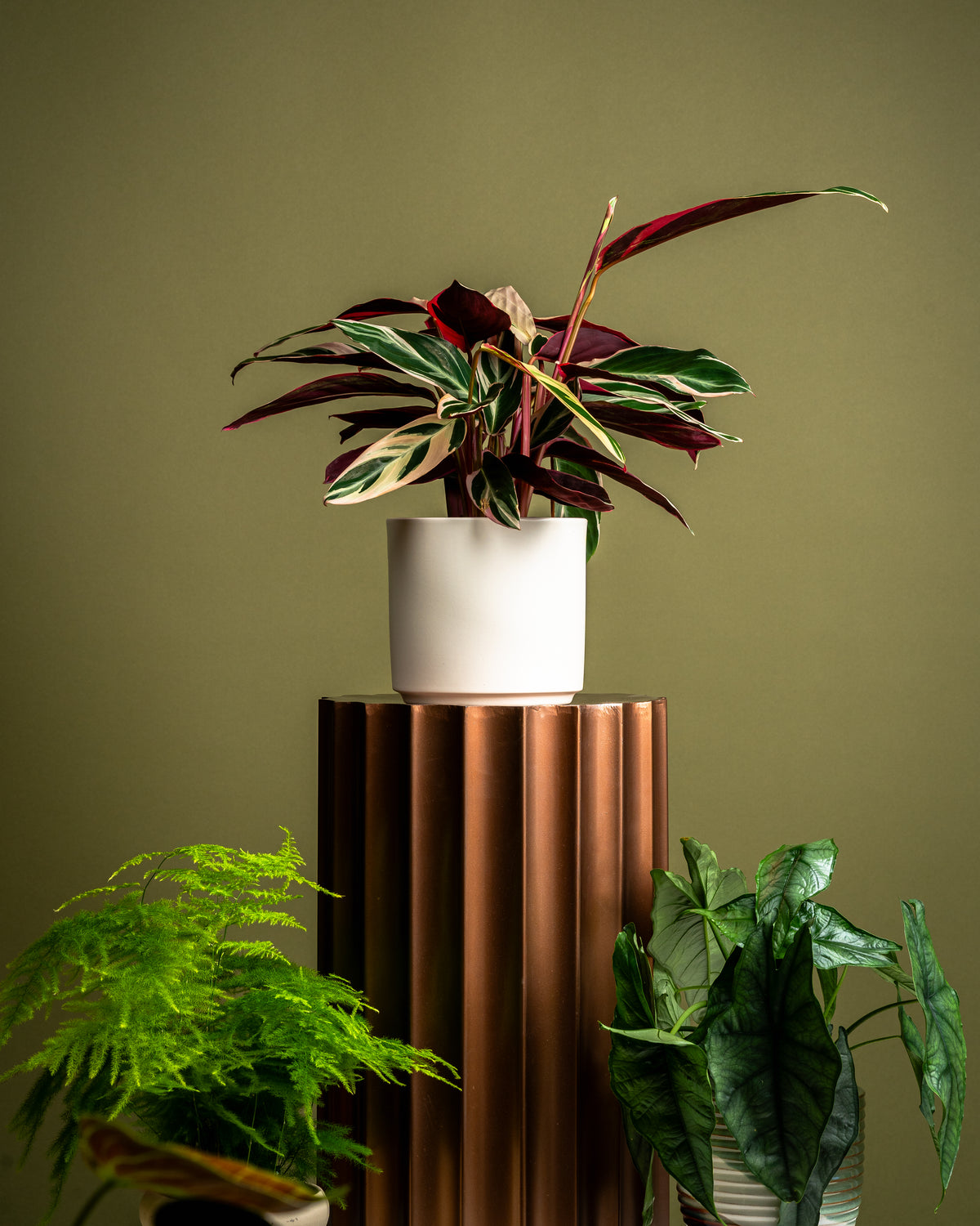 Houseplants Done Differently