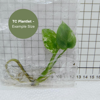 Monstera Devil Monster (TC Plantlet) - Preorder