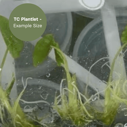 Alocasia Olani (TC Plantlet) - Preorder Plants GrowTropicals