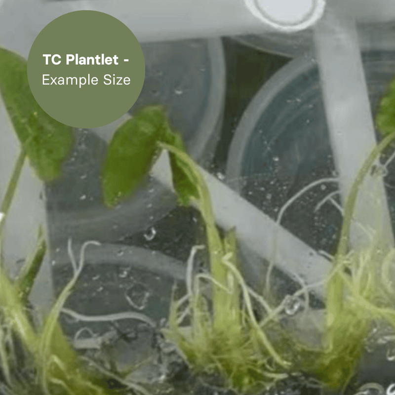 Alocasia Olani (TC Plantlet) - Preorder Plants GrowTropicals