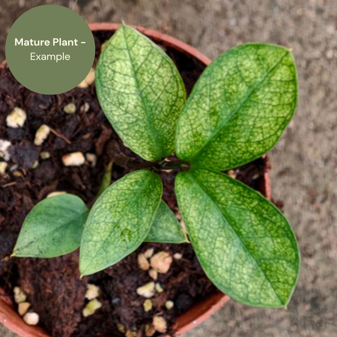 Zamioculcas zamiifolia Mint Variegated (TC Plantlet) - Preorder Plants GrowTropicals