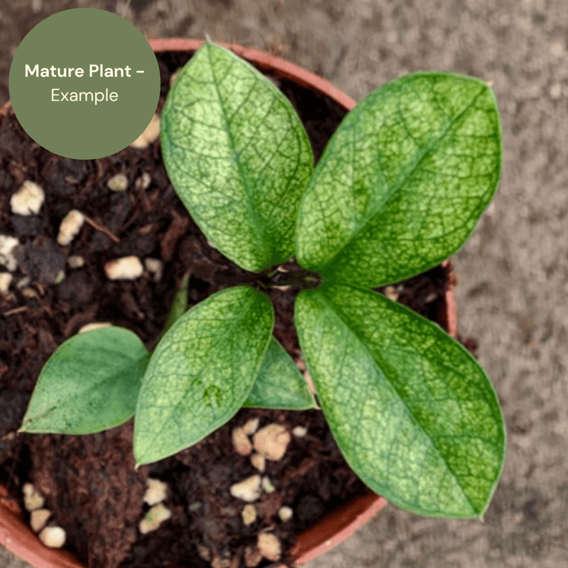 Zamioculcas zamiifolia Mint Variegated (TC Plantlet) - Preorder — TC Plant