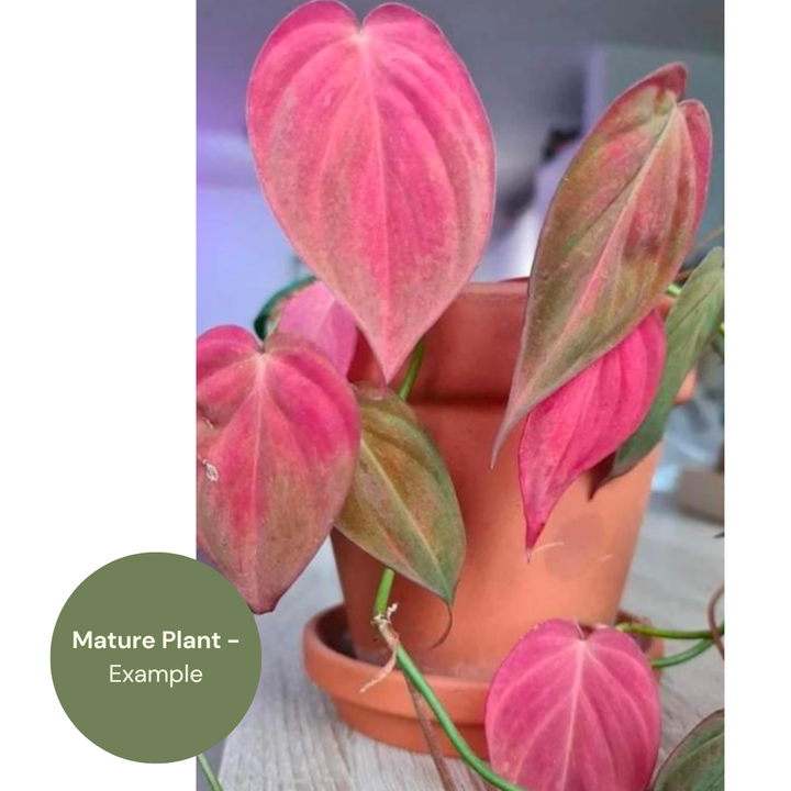 Philodendron Micans Pink Cloud (TC Plantlet) - Preorder Plants GrowTropicals