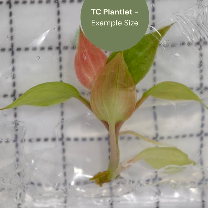 Philodendron Micans Pink Cloud (TC Plantlet) - Preorder Plants GrowTropicals